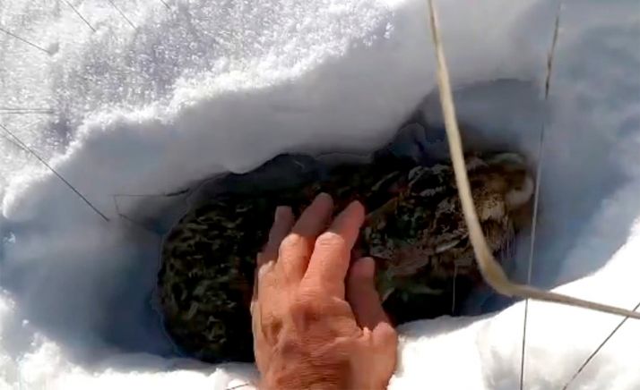 Investigadas cuatro personas por cazar con galgos pese a la nieve