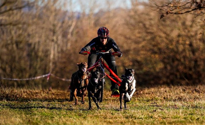 Ólvega acogerá el Nacional de mushing en tierra 2021