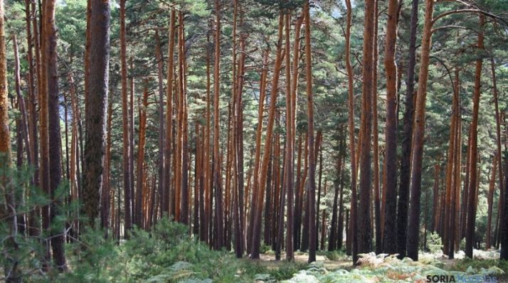 La Junta y el Estado intercambiarán recursos para la mejora de la genética forestal