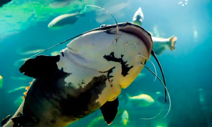 En seis años, la Junta no ha detectado la presencia de siluros en el pantano