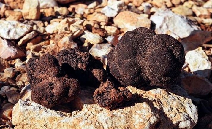 Luz verde para el sondeo destinado al riego de una explotación trufera en El Burgo