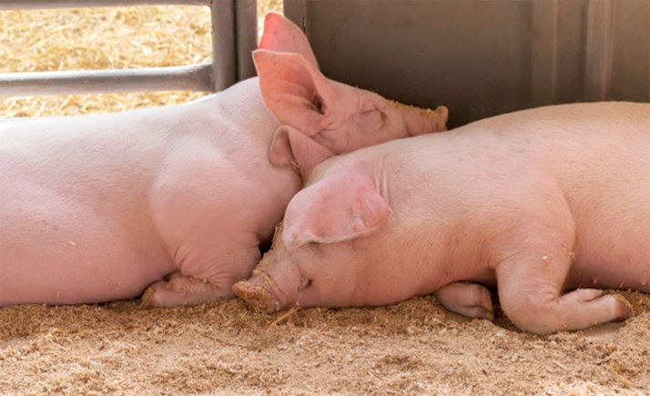 Ven positiva la prórroga para las explotaciones ganaderas en cascos urbanos con menos de 2.500 habitantes