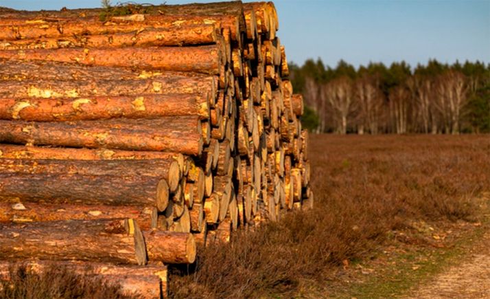 El sector forestal mantiene en Castilla y León un millar de empresas, que emplean a 16.000 personas