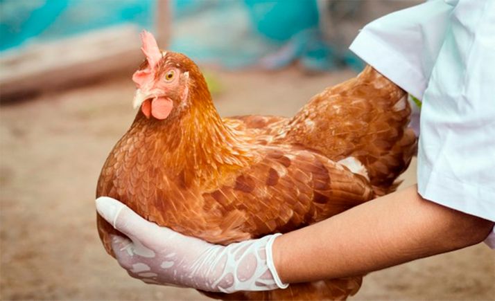 Cs reivindica una agricultura y ganadería sostenibles y con menos intermediarios para Castilla y León