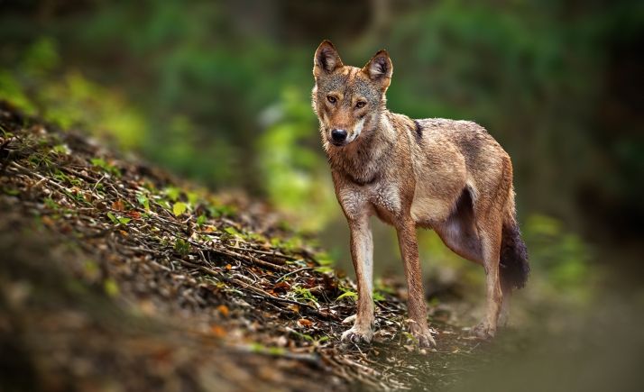 Cuatro comunidades acudirán a los tribunales si el Gobierno incluye el lobo en el Listado de Especies en Régimen de Protección Especial