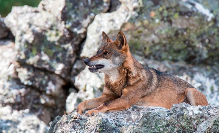 Piden la comparecencia de Ribera y Planas por la prohibición de cazar al lobo al norte del Duero