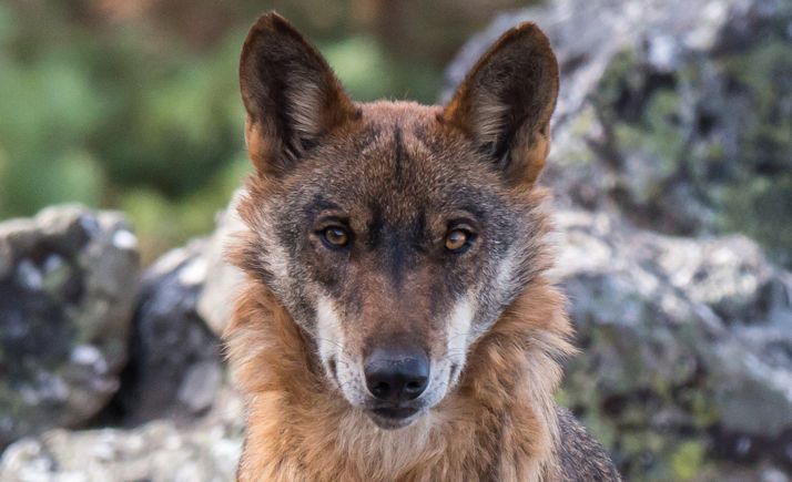 CyL y las comunidades del Norte piden aplazar el grupo de trabajo del lobo hasta aclarar las dudas sobre el acuerdo de la última Comisión Estatal