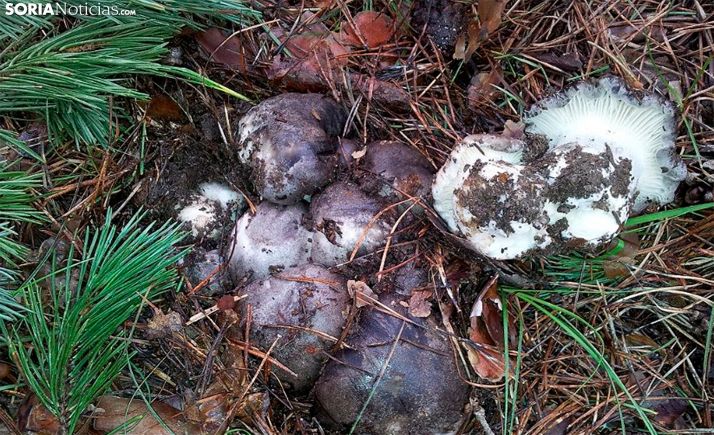 Abre el plazo para los permisos micológicos del coto Pinares de Urbión