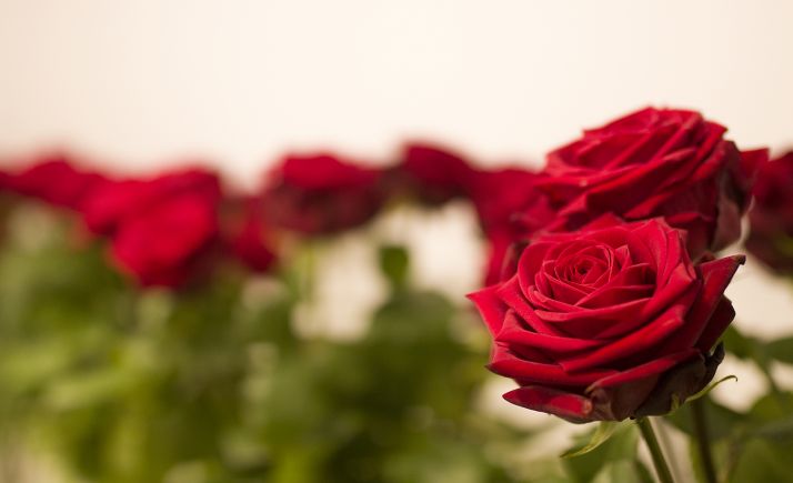 Rosas rojas por San Valentín en el IES Castilla