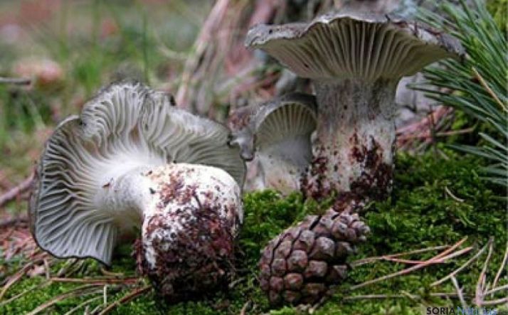 Setas en Soria: Pistoletazo de salida al año micológico con el marzuelo