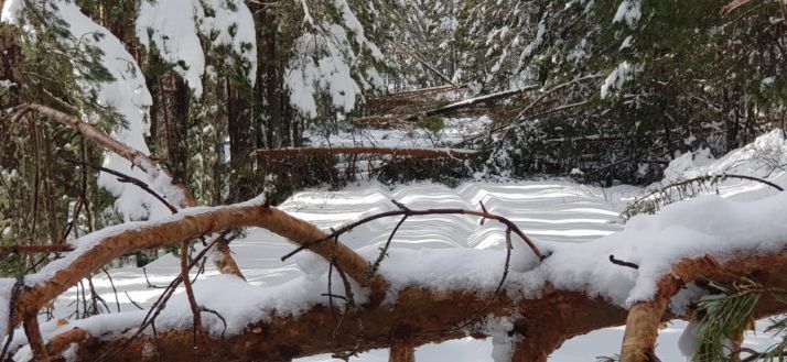 Pinos caidos en la pista de Castroviejo. /Sandoval