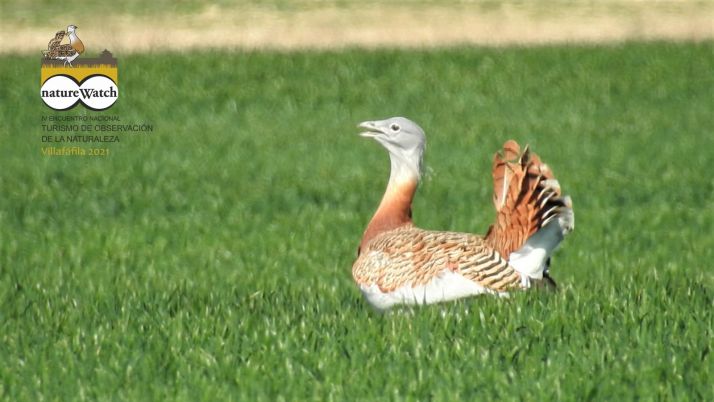 El IV Encuentro Nacional de Turismo de Observación de la Naturaleza, natureWatch, se celebrará en las lagunas de Villafáfila del 5 al 7 de mayo