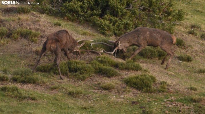 Los españoles están de acuerdo en controlar la sobrepoblación de algunas especies pero no coinciden en cómo hacerlo