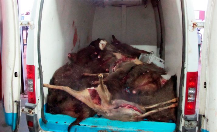 Denunciadas dos comercializadoras de carne de caza para consumo humano por irregularidades en la recogida de los animales
