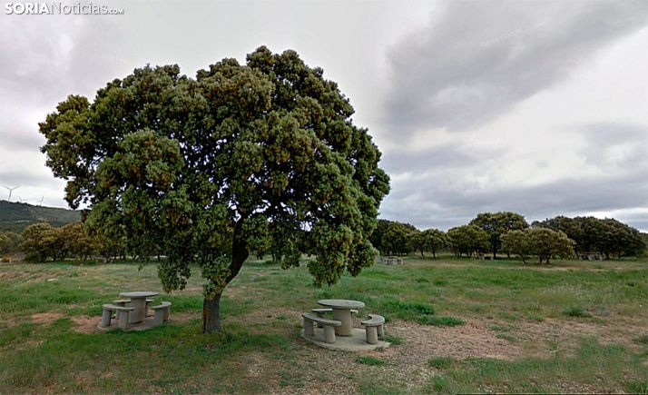 Salen ayudas al fomento de plantaciones de especies con producciones forestales de alto valor 