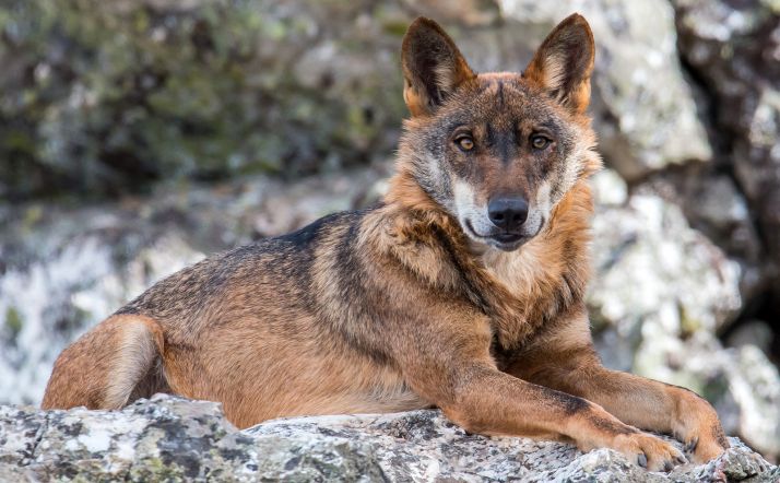 Comunidades y organizaciones agrarias suscriben un documento para preservar al lobo