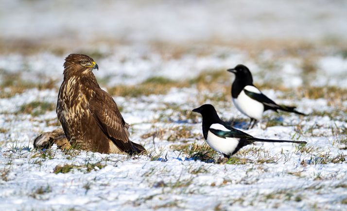 Abiertas las inscripciones para el IV Encuentro Nacional de Turismo de Observación de la Naturaleza