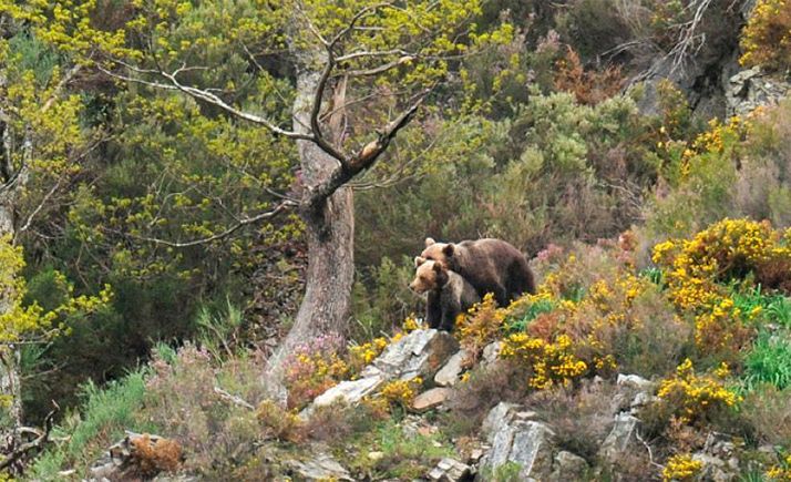 Un nuevo proyecto, con participación regional, facilitará la adaptación del oso al cambio climático