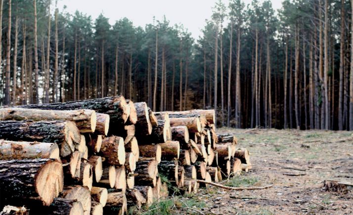 El 31 termina el plazo para que maderistas e importadores de madera presenten la declaración responsable anual