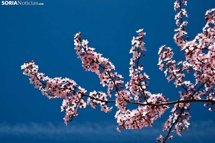 Primavera en Soria: cinco planes infalibles 