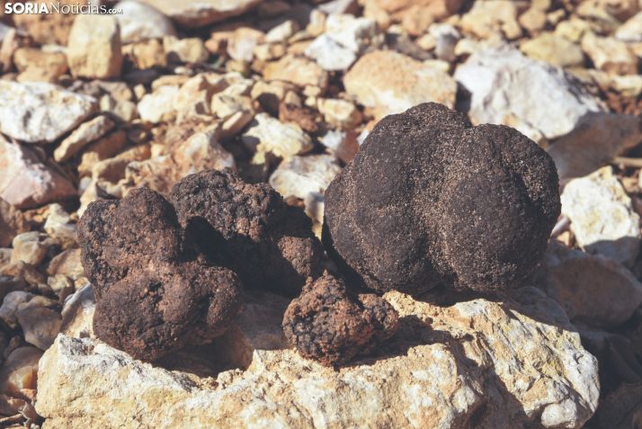 Cesefor organiza un curso de truficultura en Soria