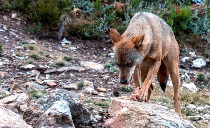 Las organizaciones agrarias anuncian tractorada en Valladolid contra la sobreprotección del lobo