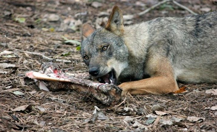 ASAJA augura el final del turismo micológico soriano