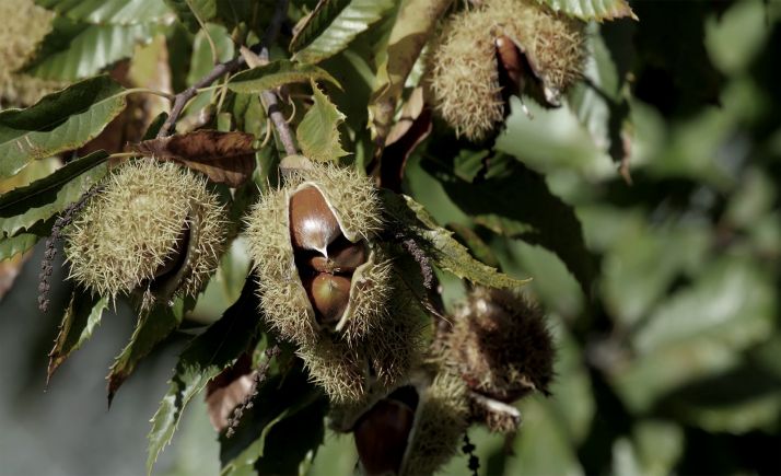 La suelta del parasitoide Torymus sinensis inicia la campaña contra la avispilla del castaño