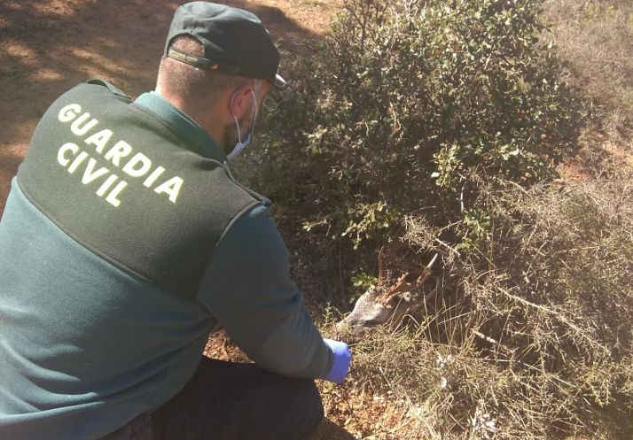 Investigado un hombre por matar un corzo de forma ilegal en Barcones