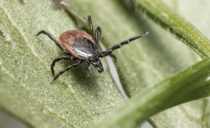 Aparece la fiebre hemorrágica de Crimea-Congo en Salamanca