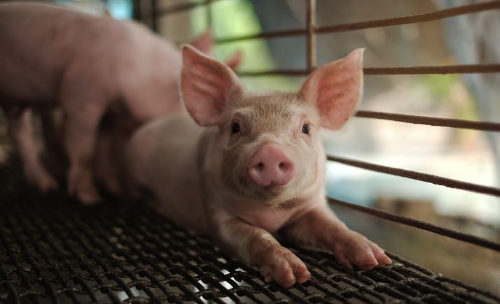 Aprobada la DIA para una explotación de 4.648 plazas de cebo en Almaluez