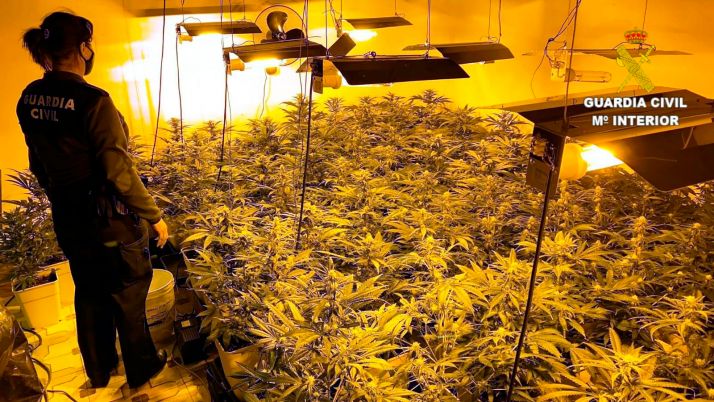 Desmantelada una plantación ‘indoor’ con 150 plantas de marihuana en León