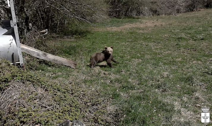 La osezna, en el preciso momento de su puesta en libertad. 