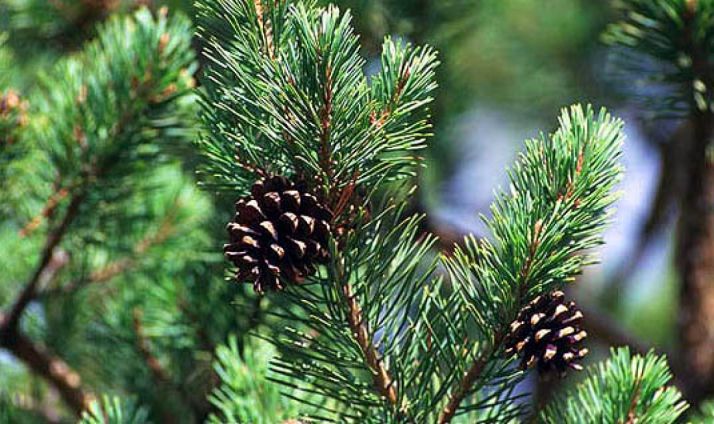 8 personas detenidas y 10 investigadas por el robo de piñas en Valladolid