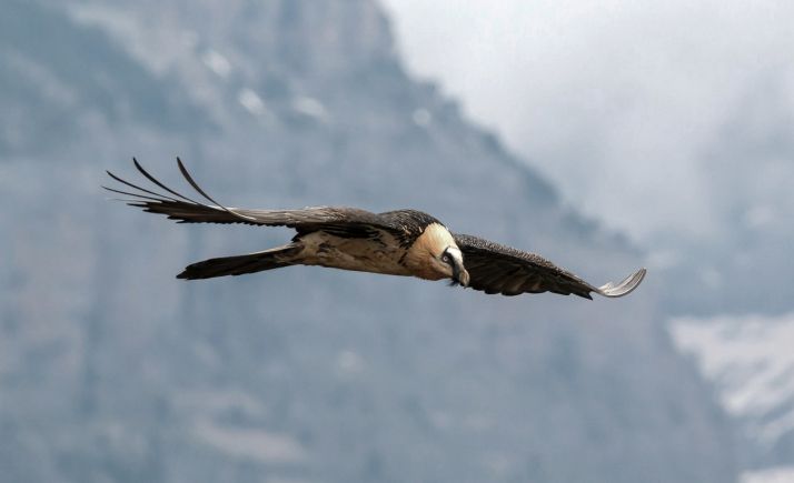 Uno de los ejemplares avistados. /Joaquín Guerrero, Gobierno de Aragón.