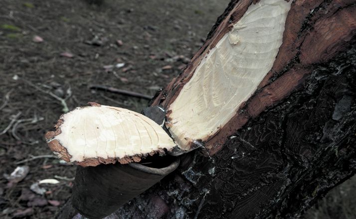 El Cesefor anuncia un curso de emprendimiento para el sector resinero