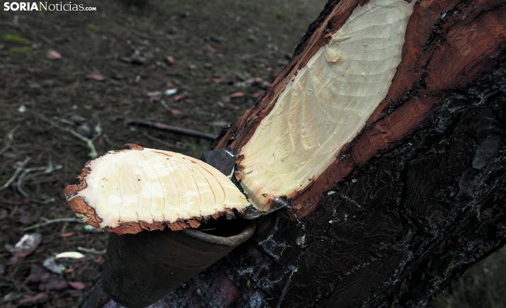 El curso para emprendedores, asociaciones y cooperativas resineros, pospuesto al 12 de mayo