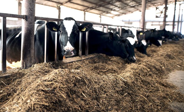 Podemos Soria aplaude la decisión de la CHD sobre el proyecto ganadero de Noviercas