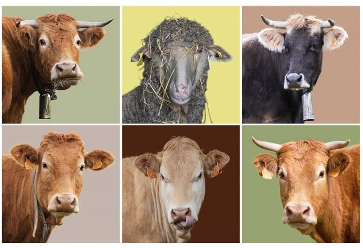 Mamacocha se estrena este sábado en Valdeavellano