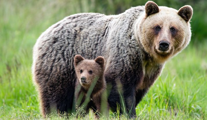 Castilla y León vigila la evolución de 323 especies protegidas 