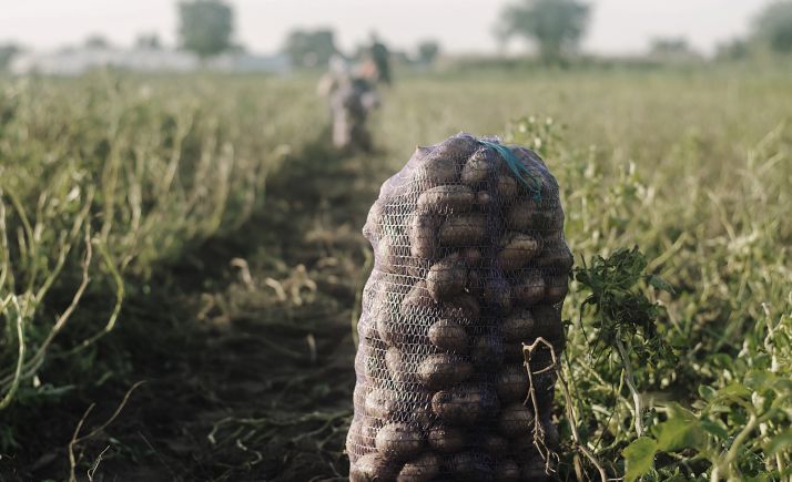 Abren el camino para fortalecer la la competitividad de la patata de Castilla y León 