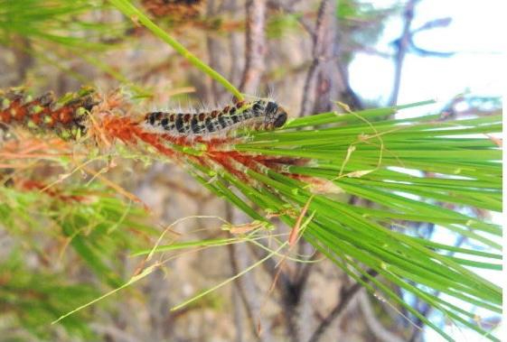 La procesionaria, uno de los peores enemigos de los pinos sorianos