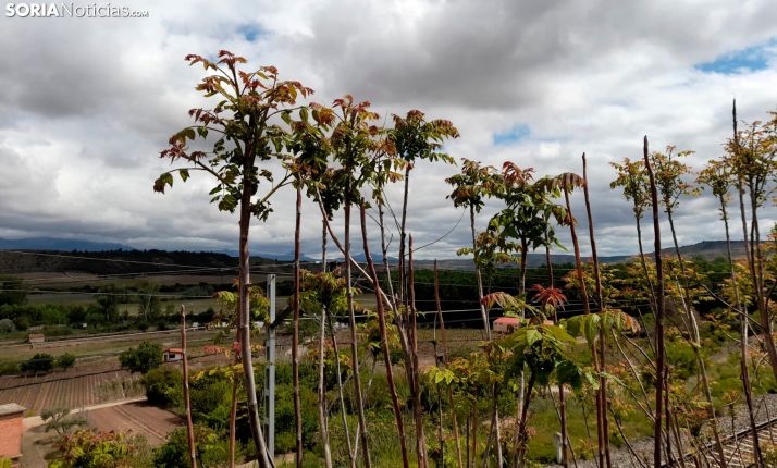 Tallos de ailanto sobre un talud del ferrocarril. /SN