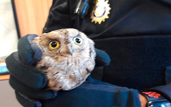 Trasladan un autillo joven en Valladolid al Centro de Recuperación de Animales Silvestres 