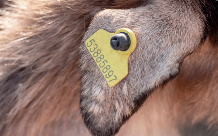 La Junta gastará 1,7 M€ en aquirir material para la identificación individual de animales de las especies ovina, caprina y bovina