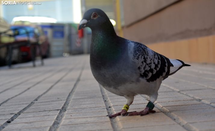 9424439, la paloma portuguesa que prefirió quedarse en Soria