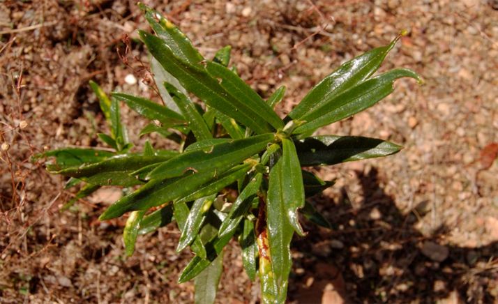 Los tratamientos de manejo en jarales no afectan a la riqueza y diversidad de las comunidades bacterianas