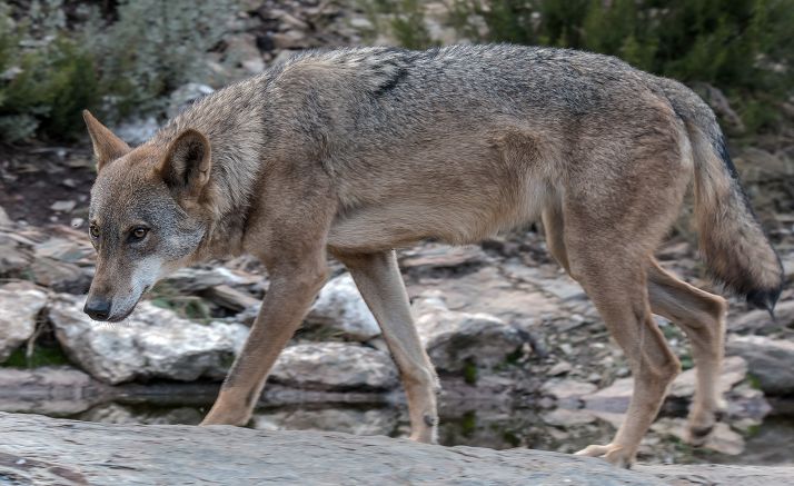 Los ingenieros agrónomos apoyan a la Junta en la reclamación al Gobierno para una gestión del lobo consensuada
