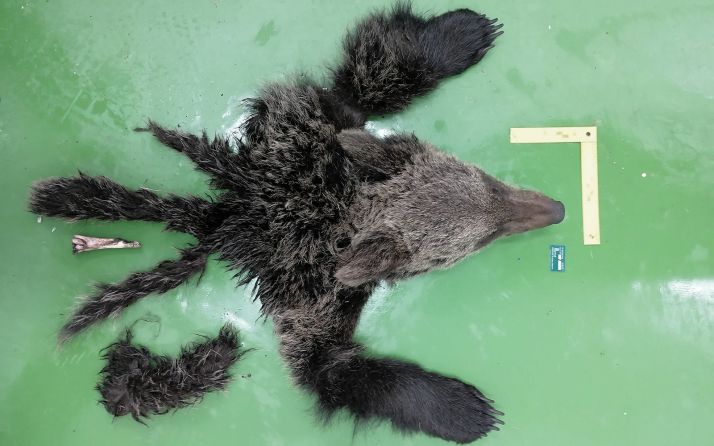 Encuentran restos de un ejemplar joven de oso pardo en León