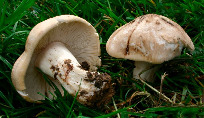 Las setas de primavera, un buen motivo, todavía, para salir al campo